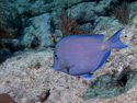 Key Largo